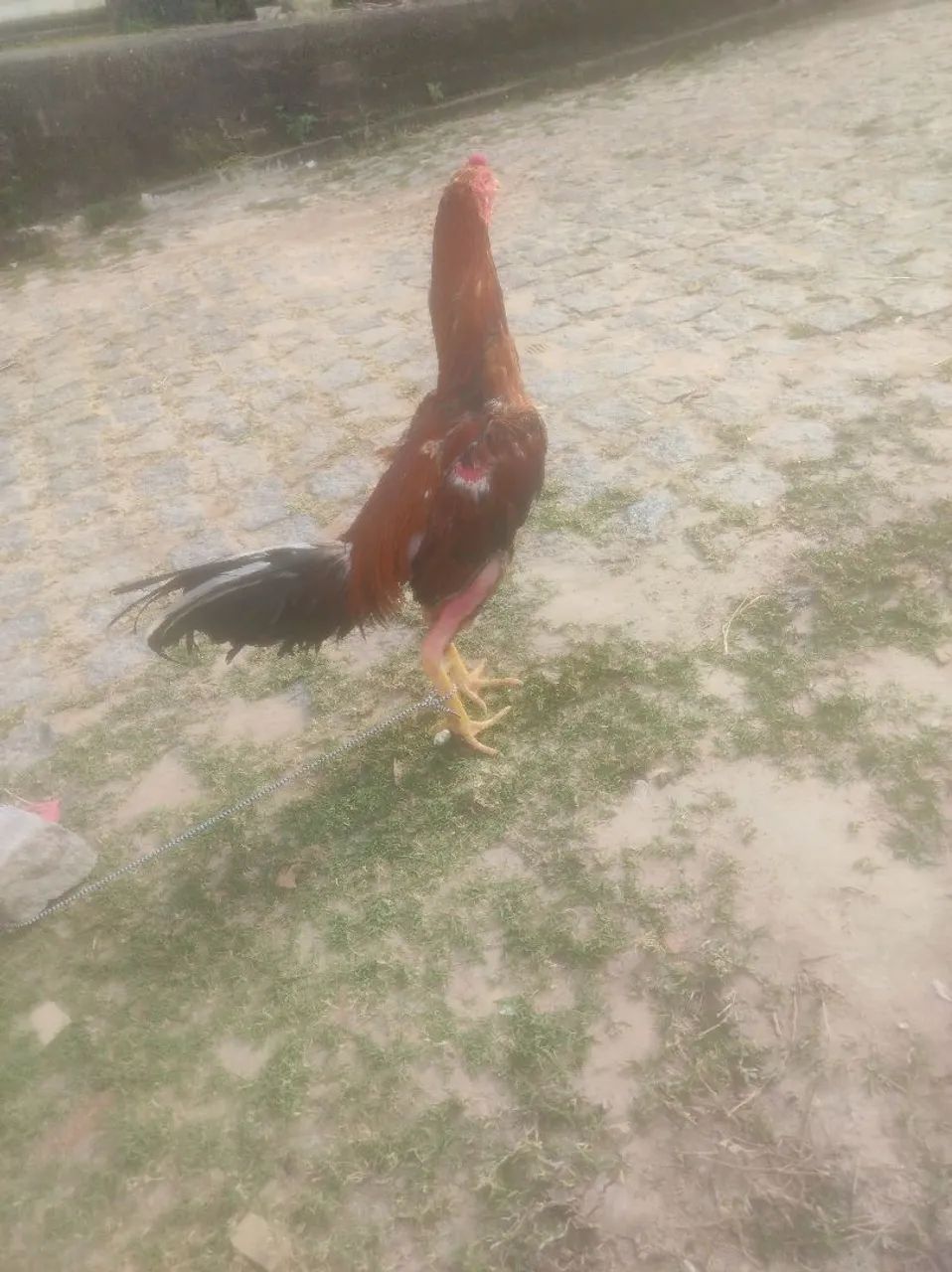 Galo de raça  - Foto 3