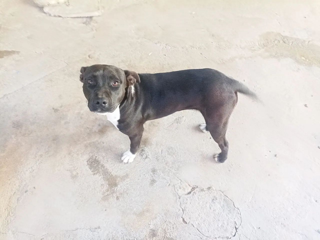Cachorro ? - Foto 2
