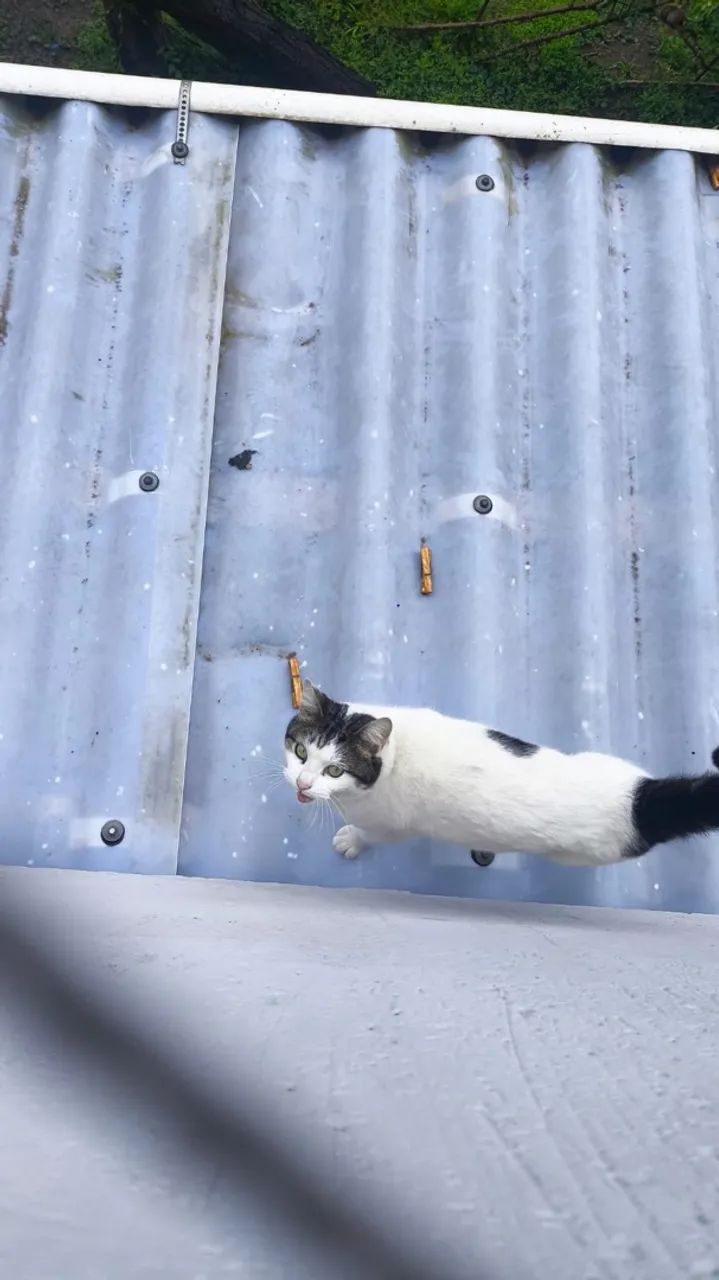 doa-se gato - Foto 2