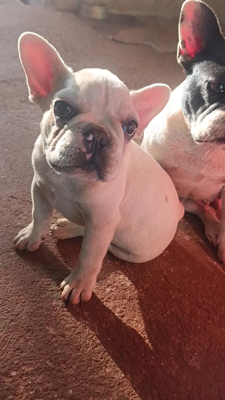 Cachorro