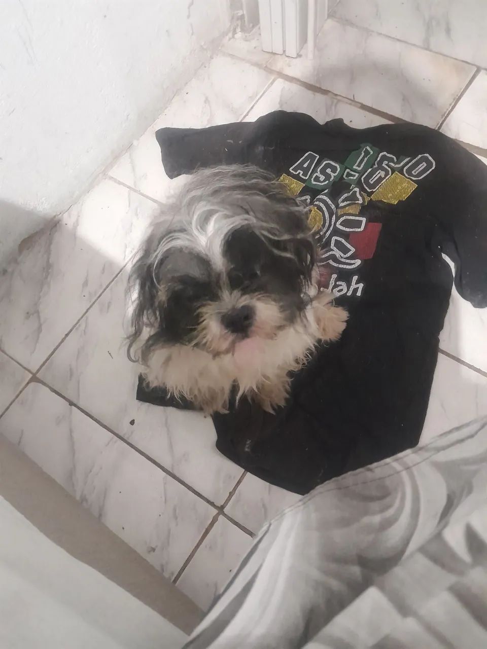 Cachorro  - Foto 3