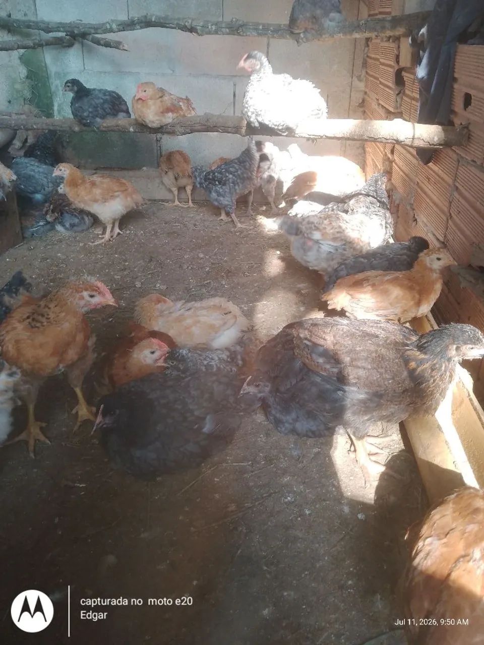Franguinhos  - Foto 3
