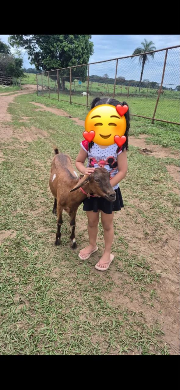 Vendo Cabra  - Foto 3