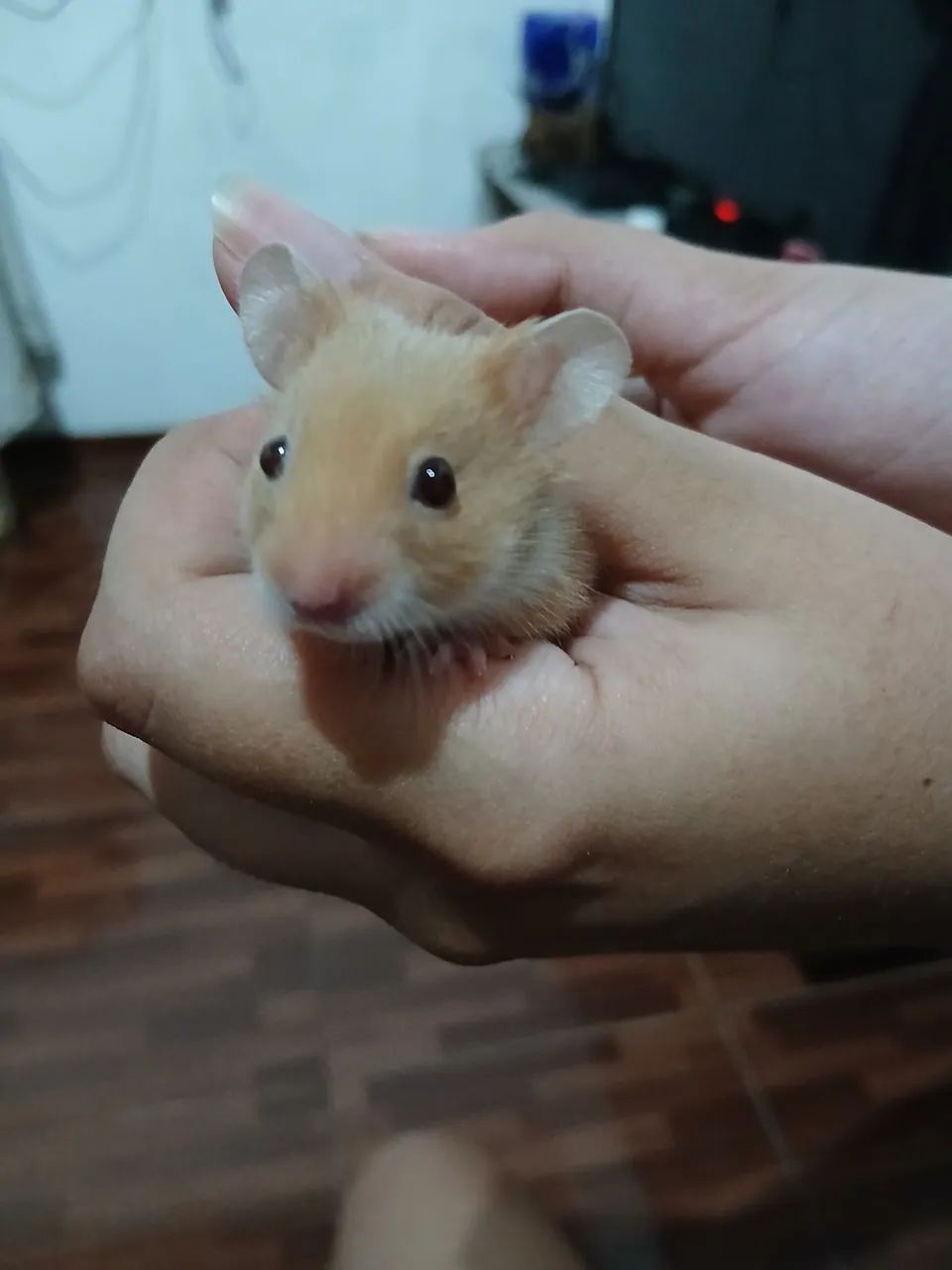Hamster sírio macho super dócil  - Foto 3