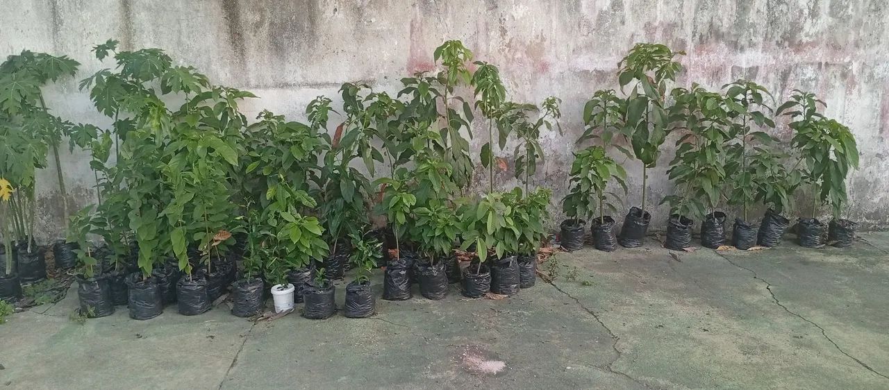 Pés de abacate e mamão 