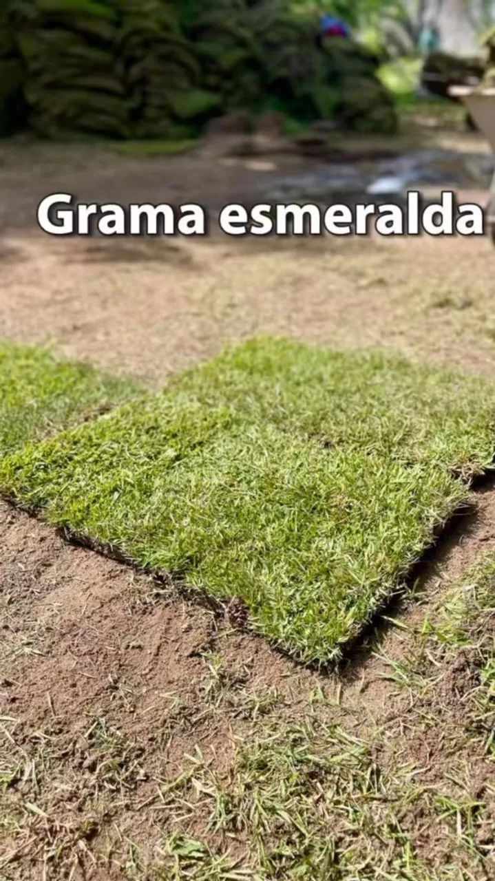 Grama esmeralda