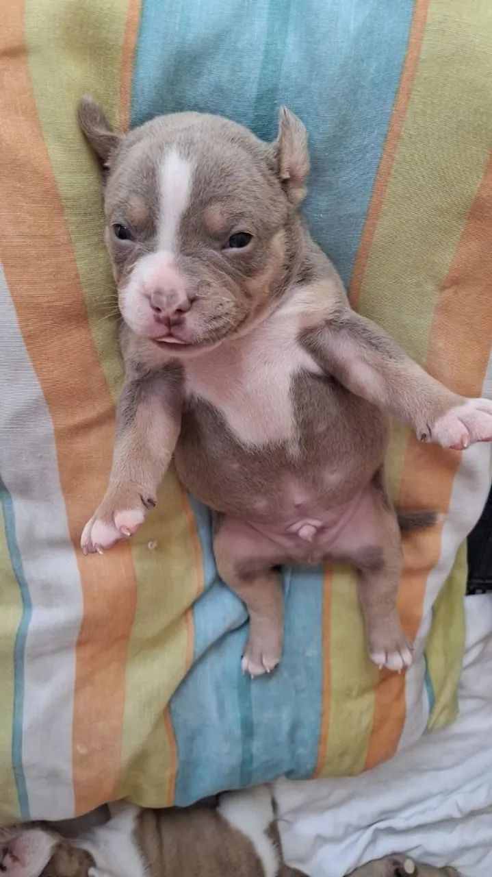 American Bully Tri lilac macho - Foto 2