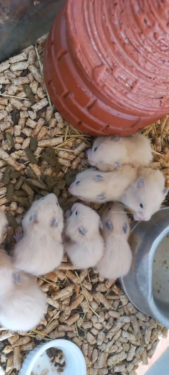 Hamster sírio  - Foto 2