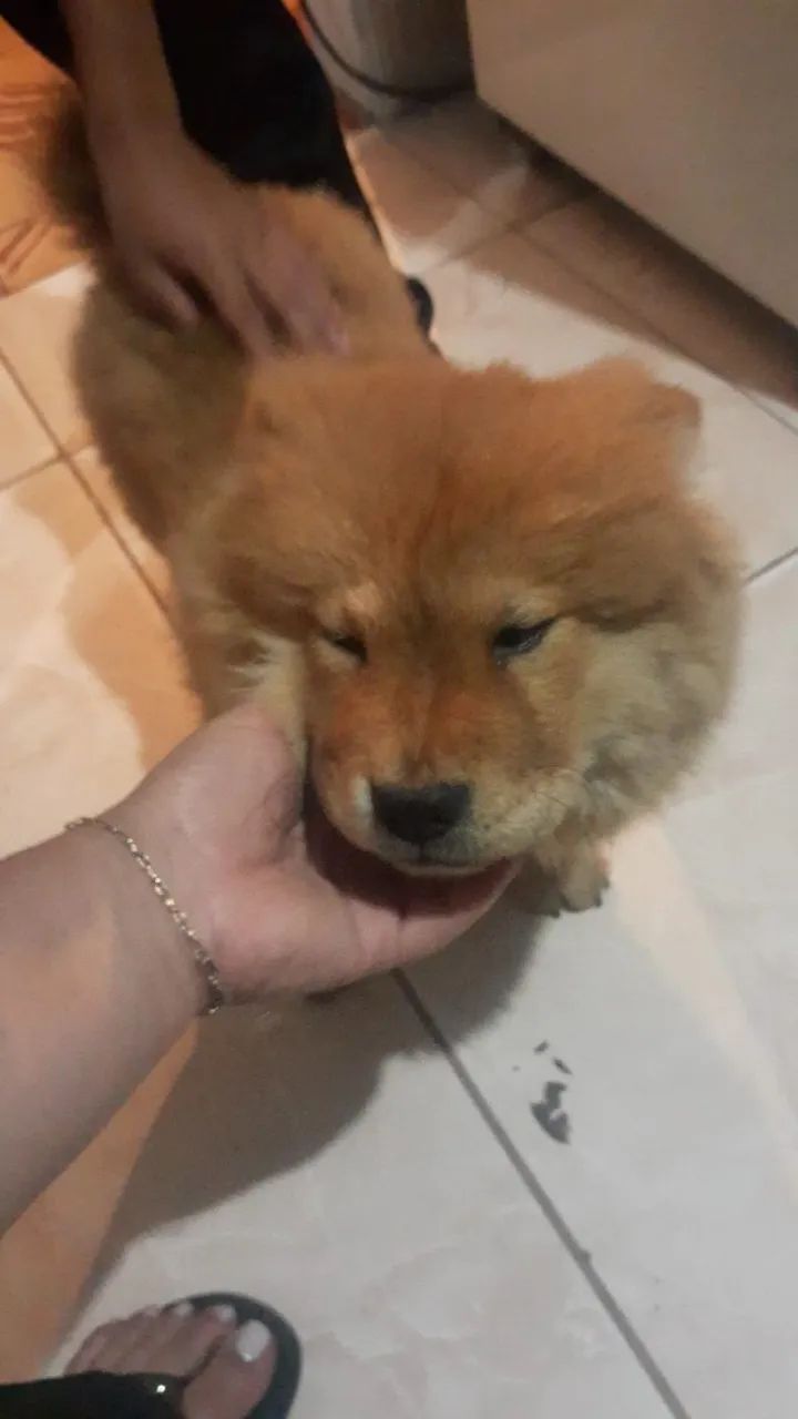 Chow chows lindos - Foto 3