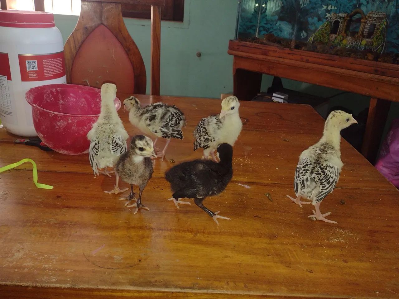 VENDO FILHOTES DE PERÚ  - Foto 2