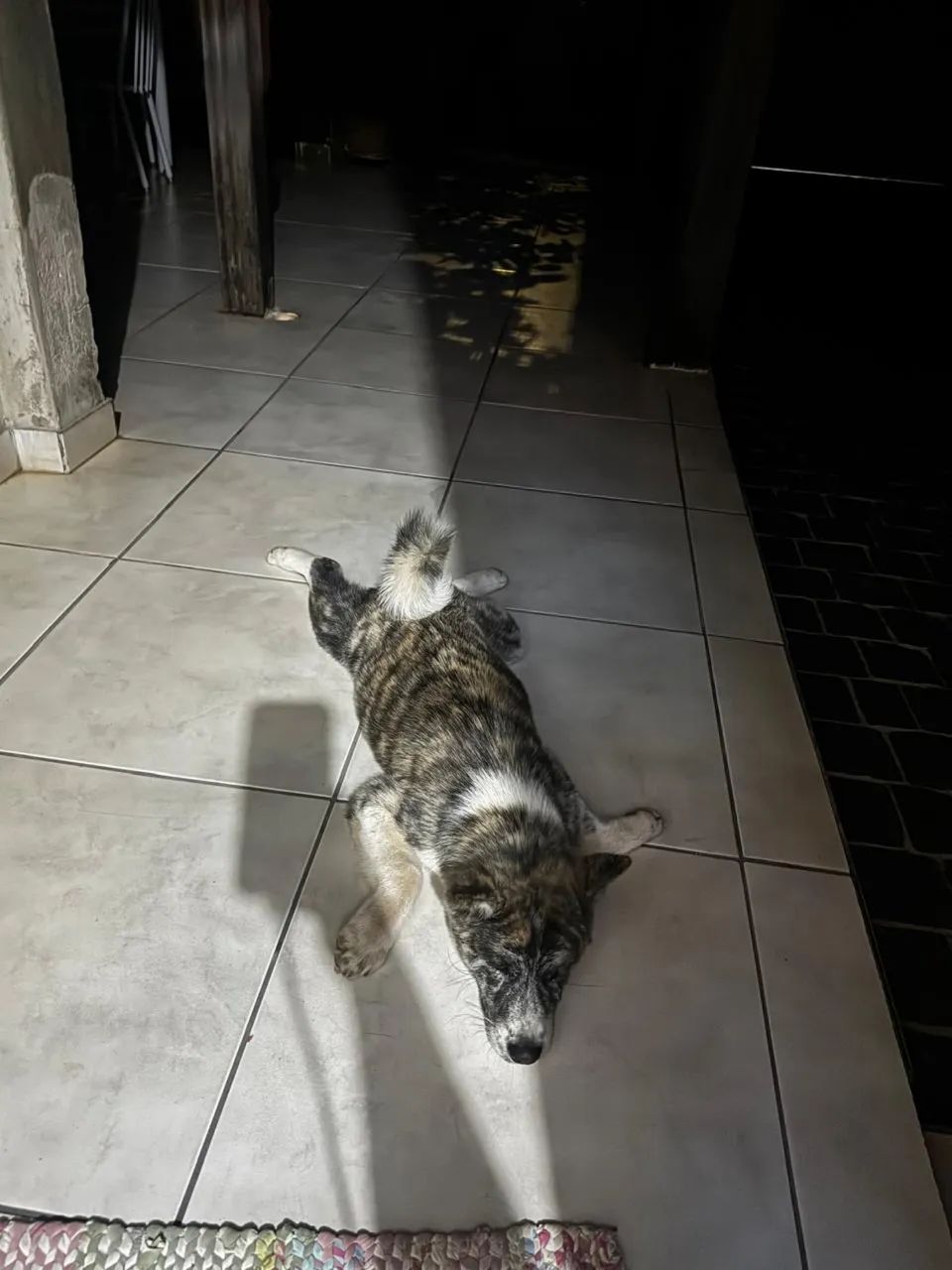 Akita inu  - Foto 2