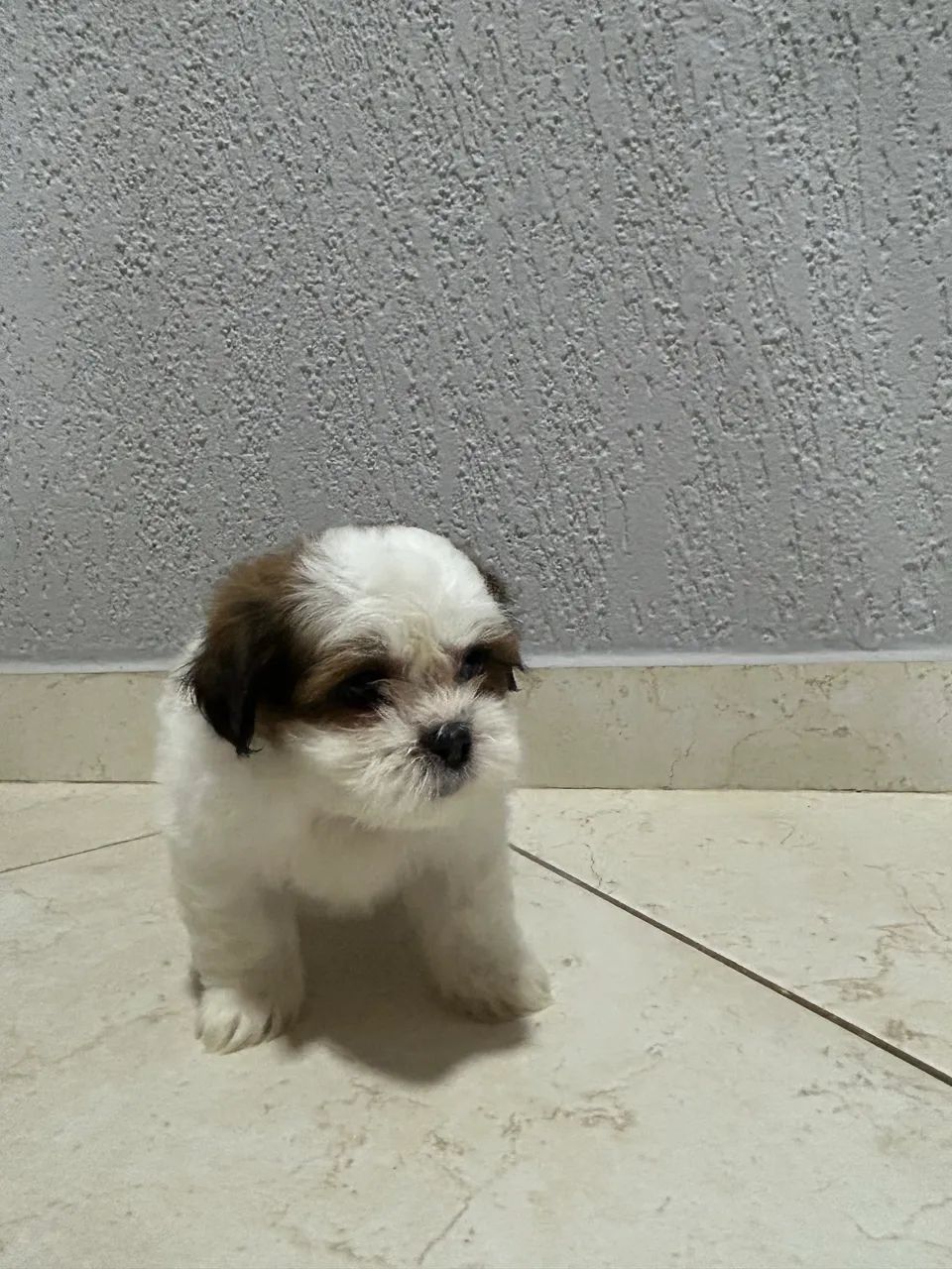 Vendo Shih Tzu