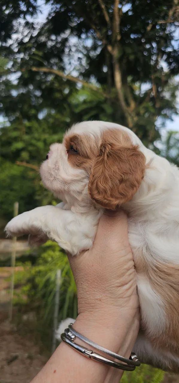 Cavalier King Charles Spaniel Macho Blenheim - Foto 2