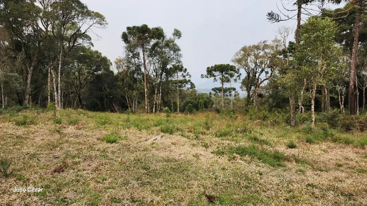 Terreno com Acesso Facilitado e Rica Vegetação - Foto 2