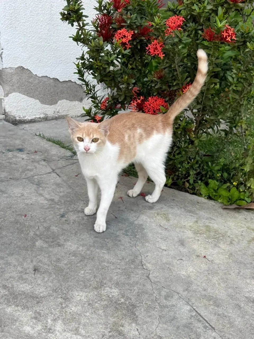 Gatinha para adoção responsável- castrada - Foto 2