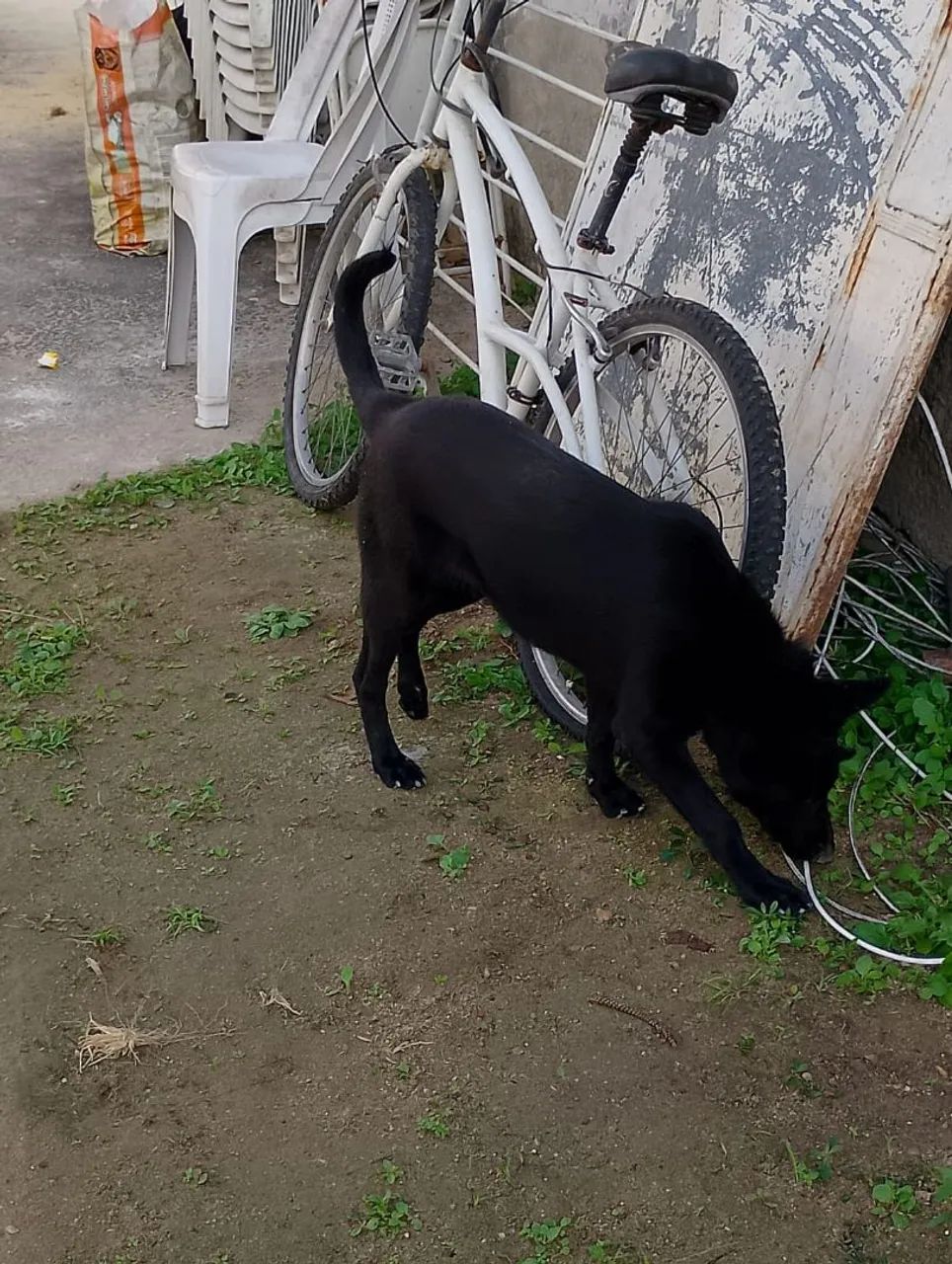 Pastor alemão com Malinois  - Foto 2