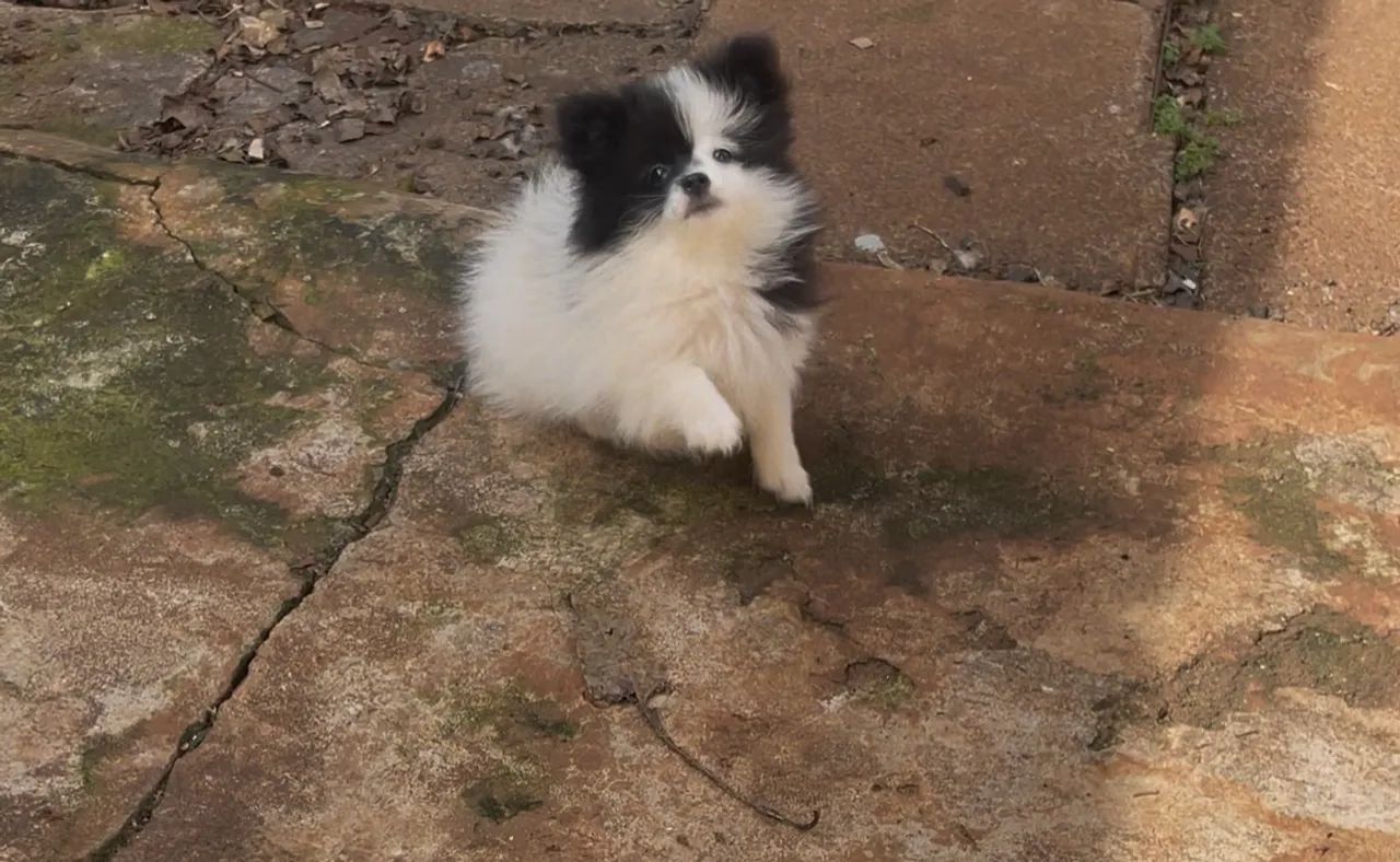 Spitz Alemão Anão  - Foto 2