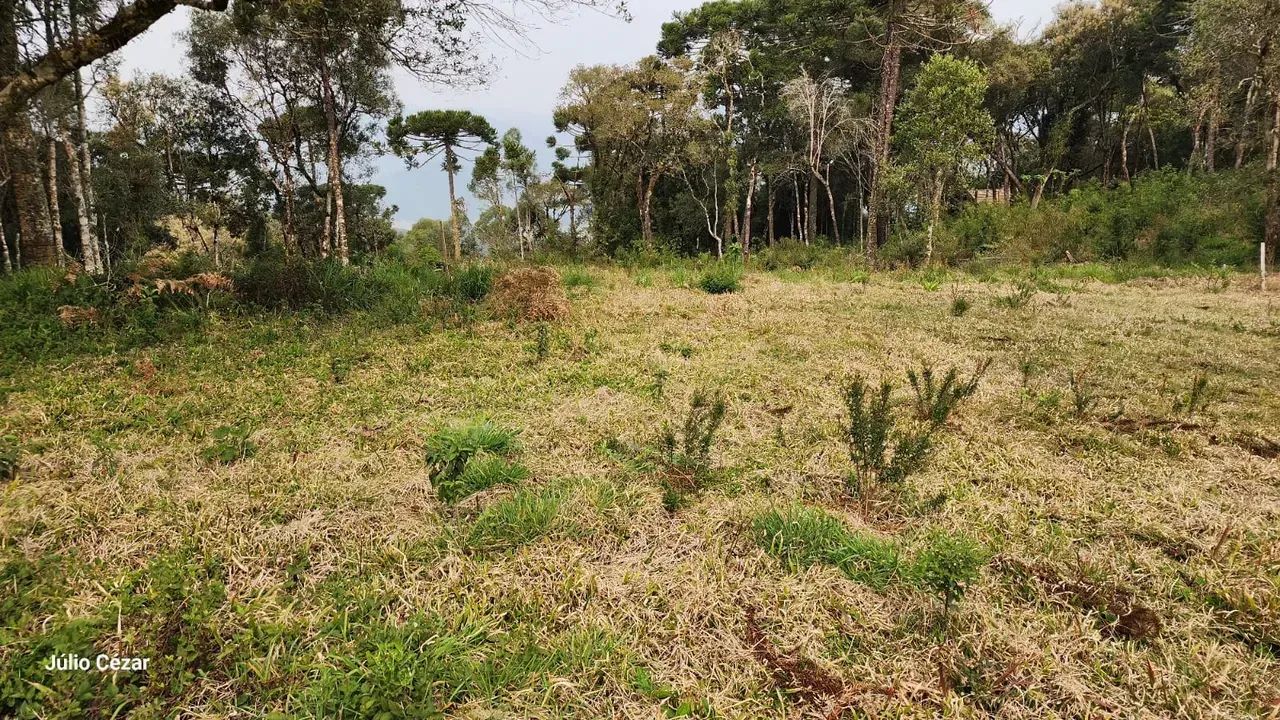 Terreno com Acesso Facilitado e Rica Vegetação - Foto 3