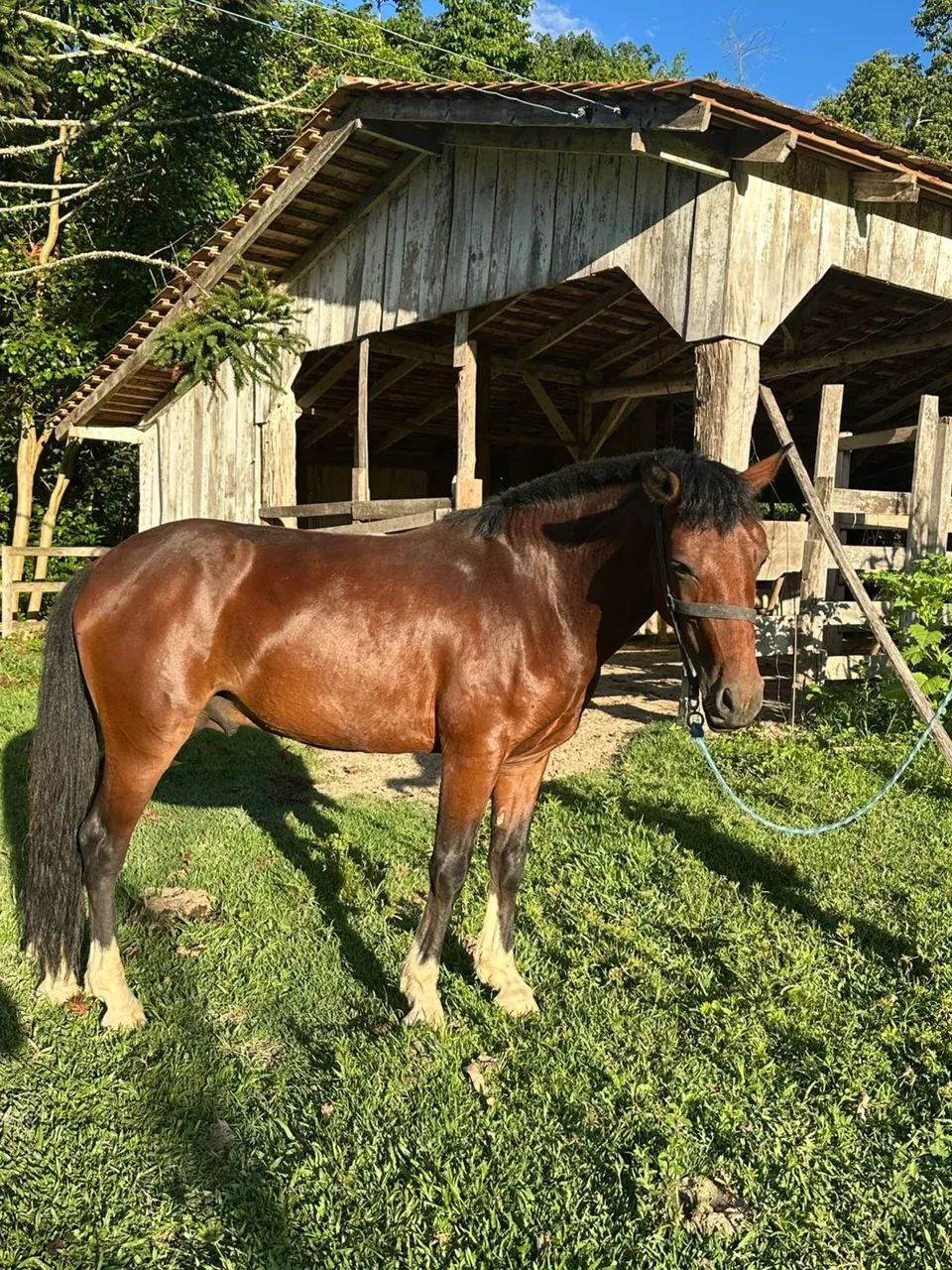 Vendo cavalo crioulo - Foto 5