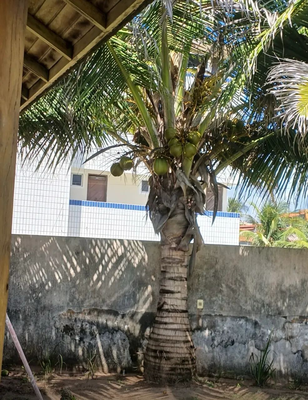 Coqueiro  - Foto 2