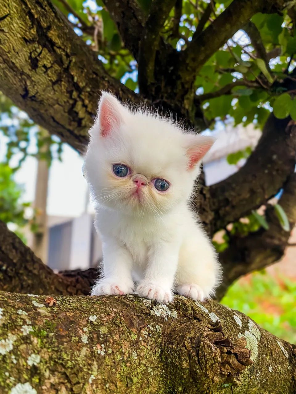 Gato Exótico Fêmea Branco - Foto 3
