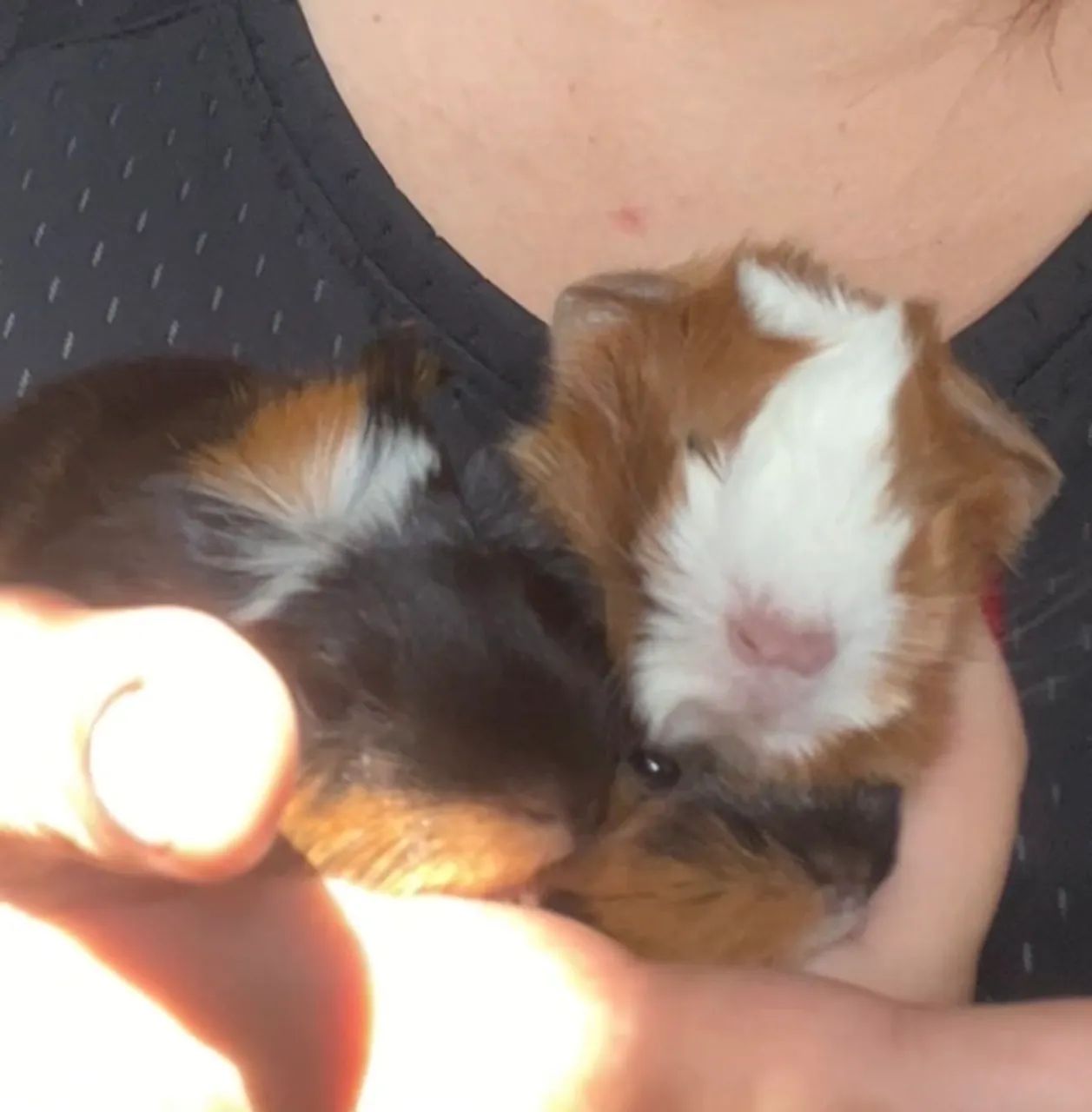 Porquinho da índia  ler descrição 65203908188801124