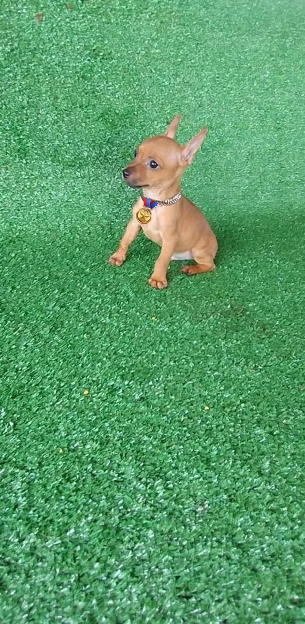 Pinscher presentear quem vc ama  - Foto 2