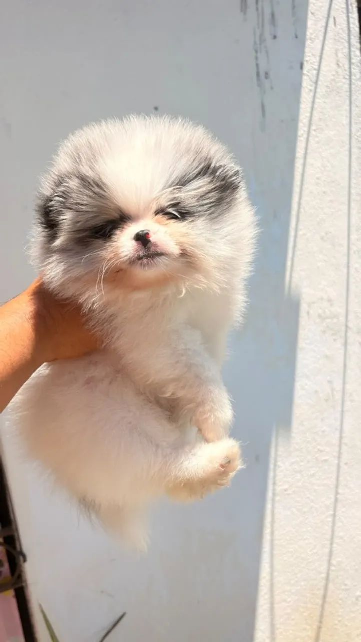 Lulu da pomerânia 