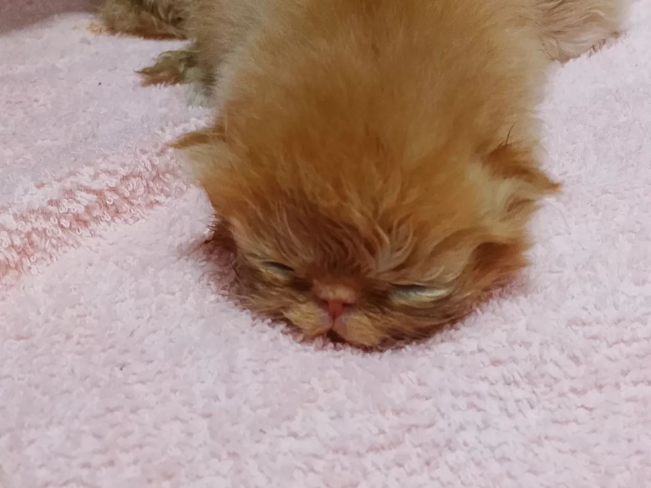 Filhotes de gato persa - Foto 4