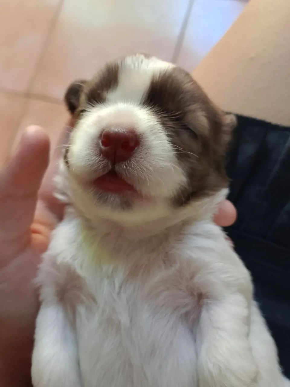 Shih Tzu 