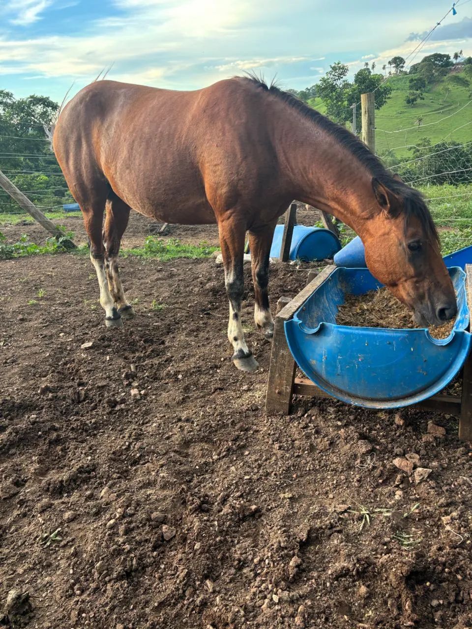 Égua  - Foto 6