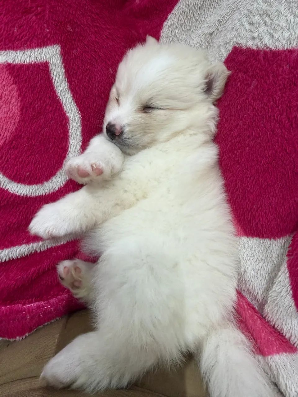 Spitz alemão  - Foto 3