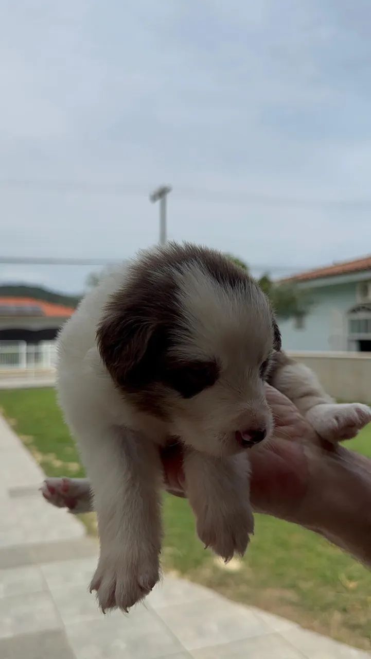 Vendo filhotes de boder collie - Foto 3