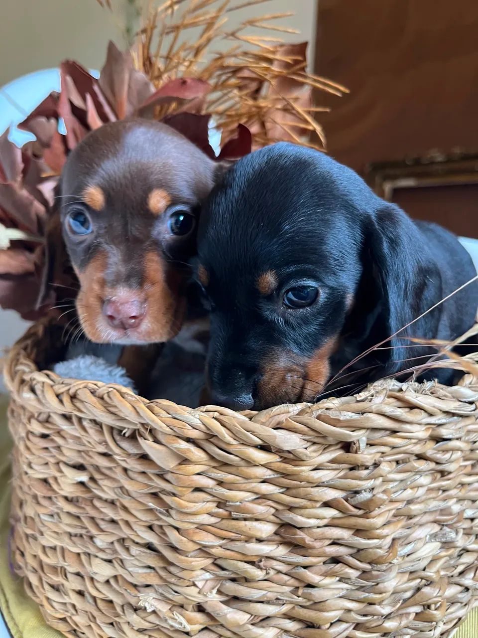 Filhotes basset dachshund - Foto 3