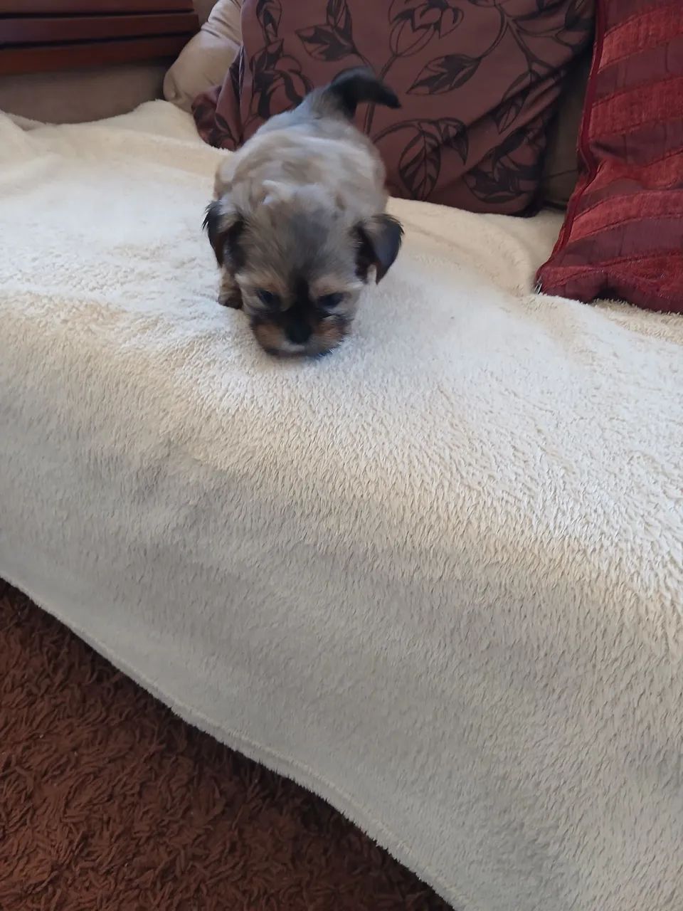  vendo filhote de shihtzu - Foto 2