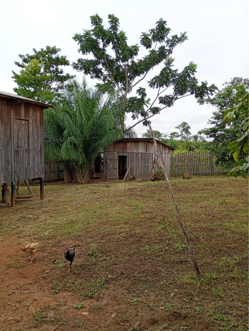 Chácara a venda ramal novo horizonte  - Foto 2