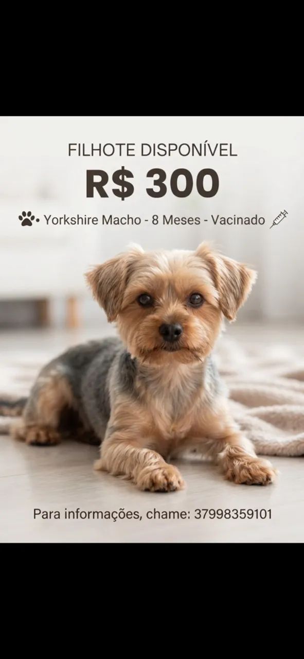 Cachorro
