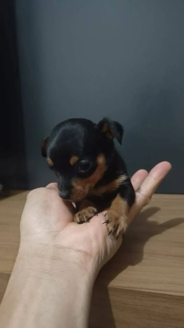 Pinscher N1 - Foto 2