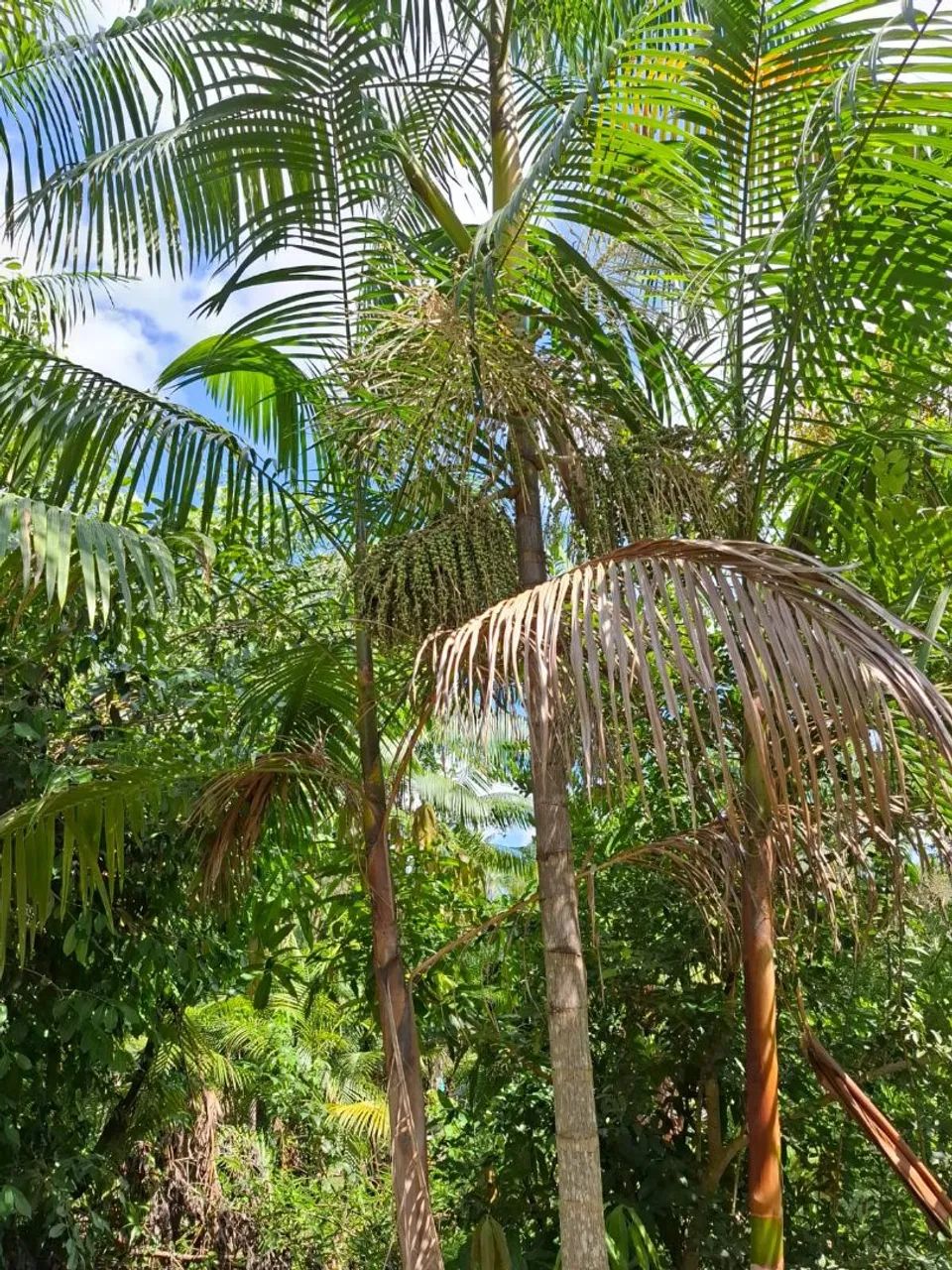 Terrenos a partir de 35mil no matapi mirim - Foto 3