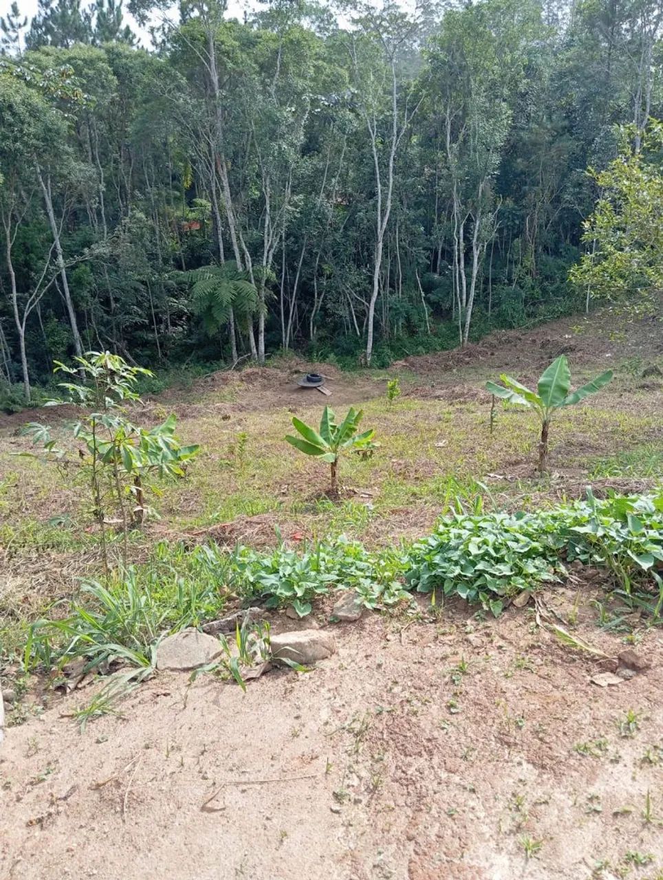 Área de 6.000m2 quadrados  - Foto 4
