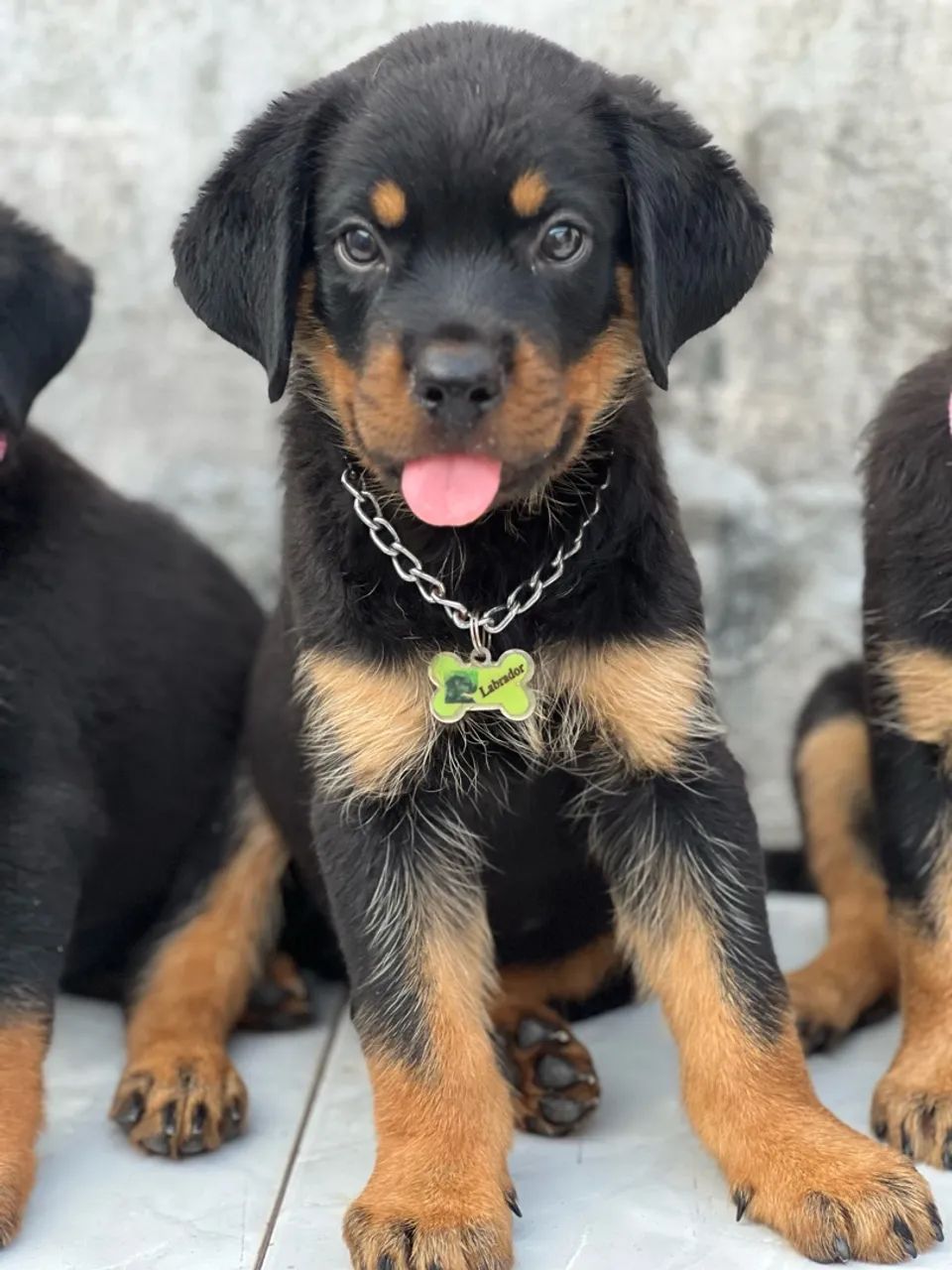 Cachorro - Foto 5