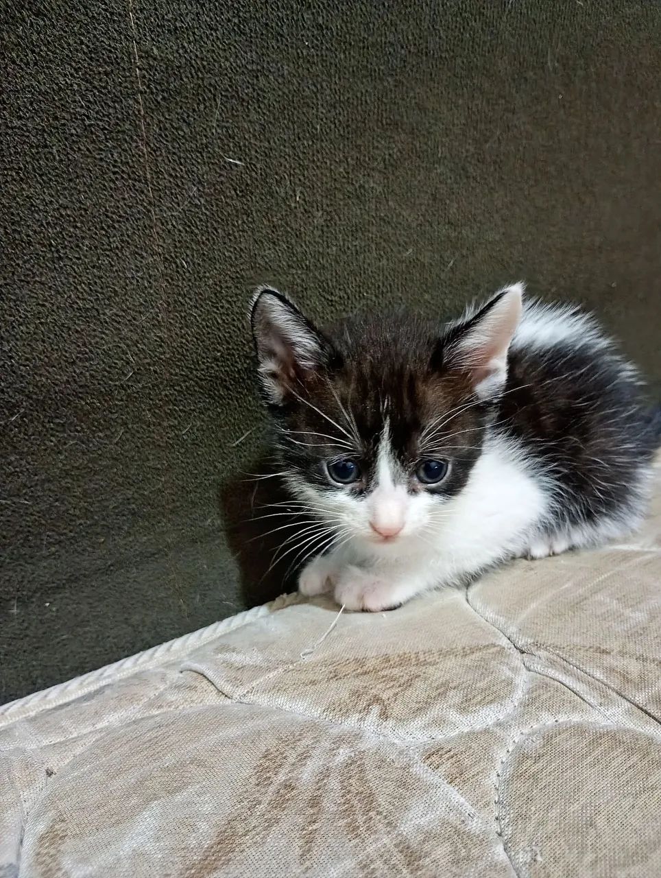 Doação de gatinhos