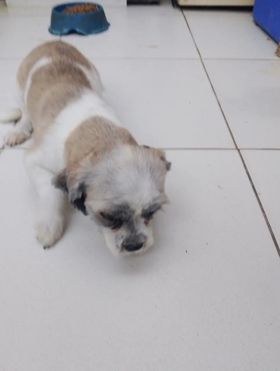 Fêmea de Lhasa Apso a venda  - Foto 2