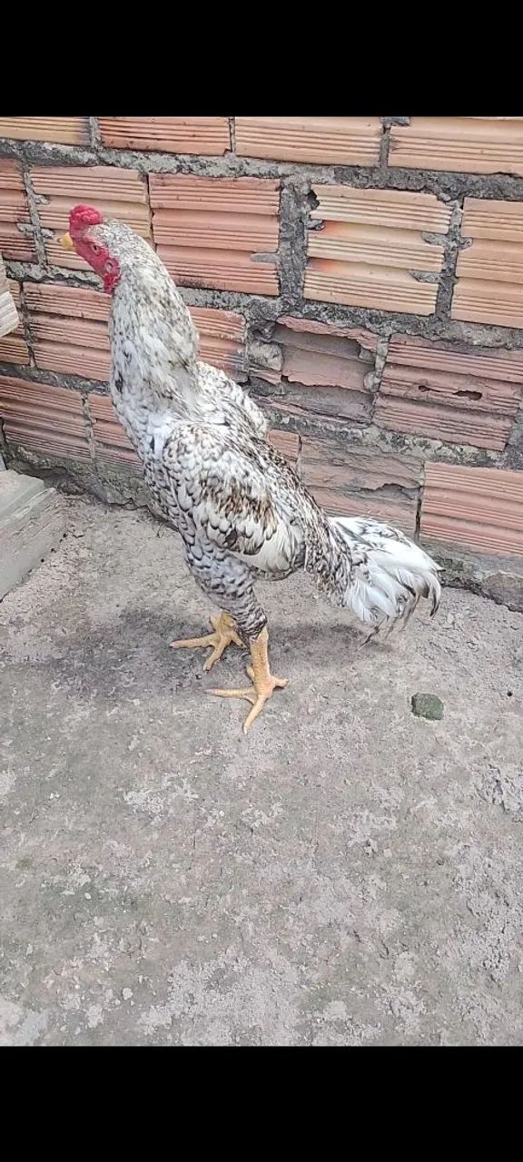 Shamo Puro , linhagem Tari tori x Alemão 7 meses de idade  valor 250,$ - Foto 4