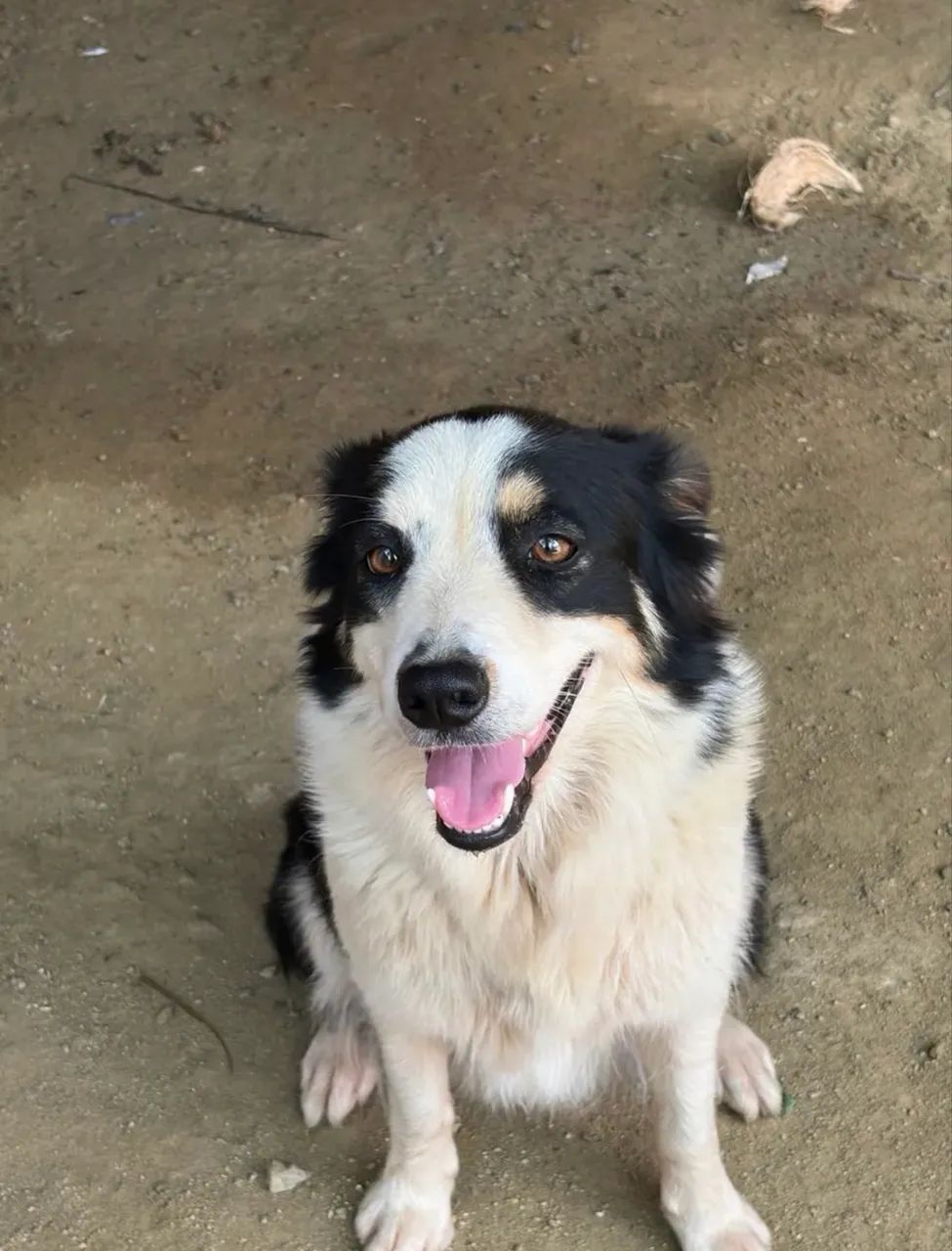Filhotes de Border Collie  - Foto 3