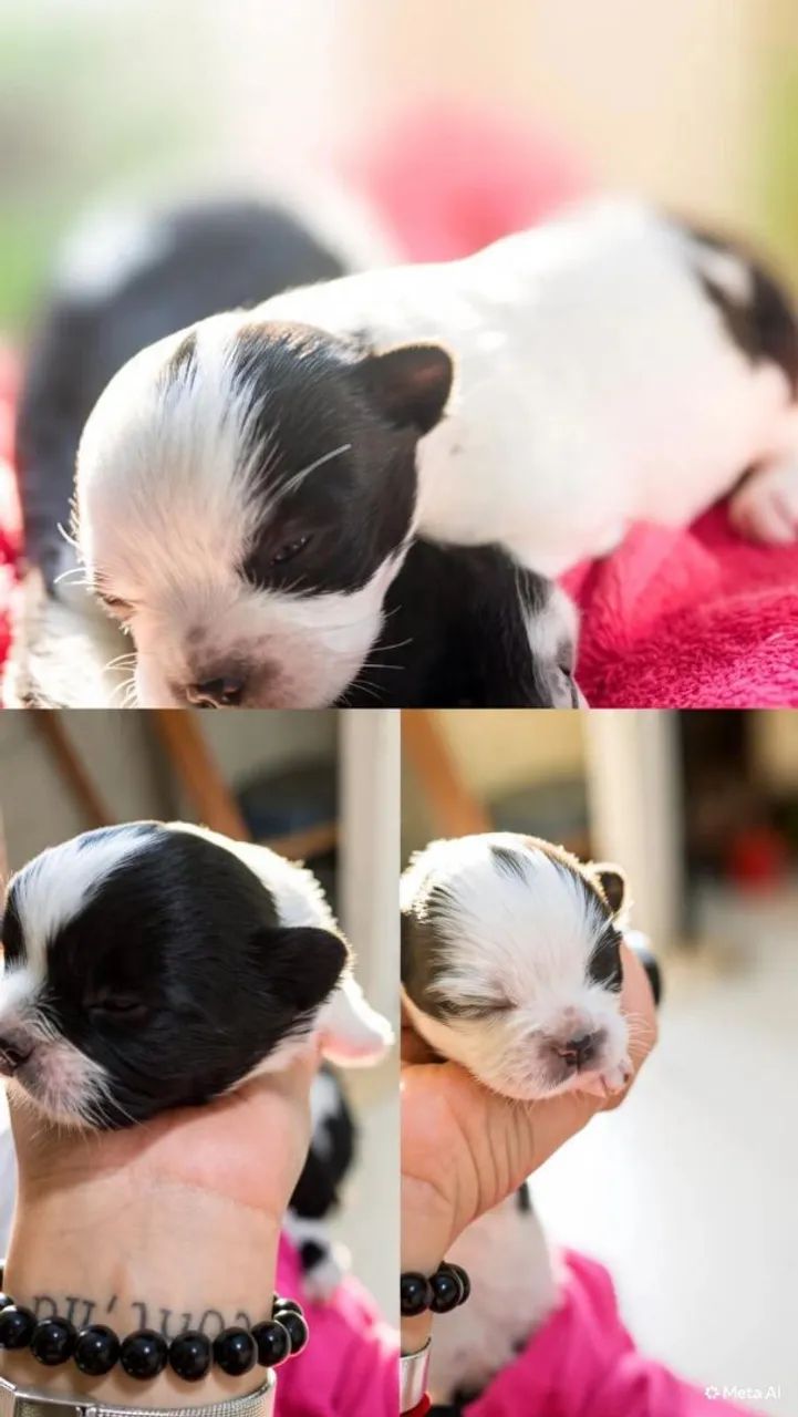 Cachorro 