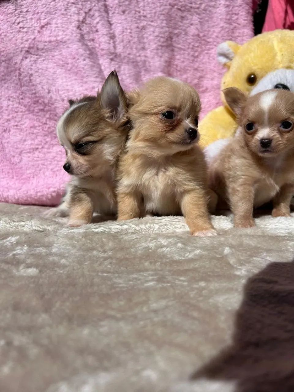 Chihuahuas micro: - Foto 3