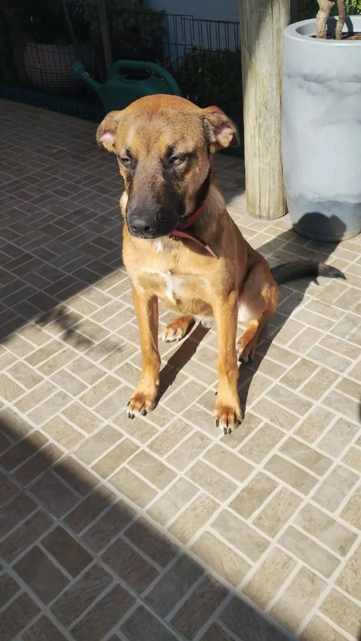 Adoção cachorro - Romeu - Foto 4