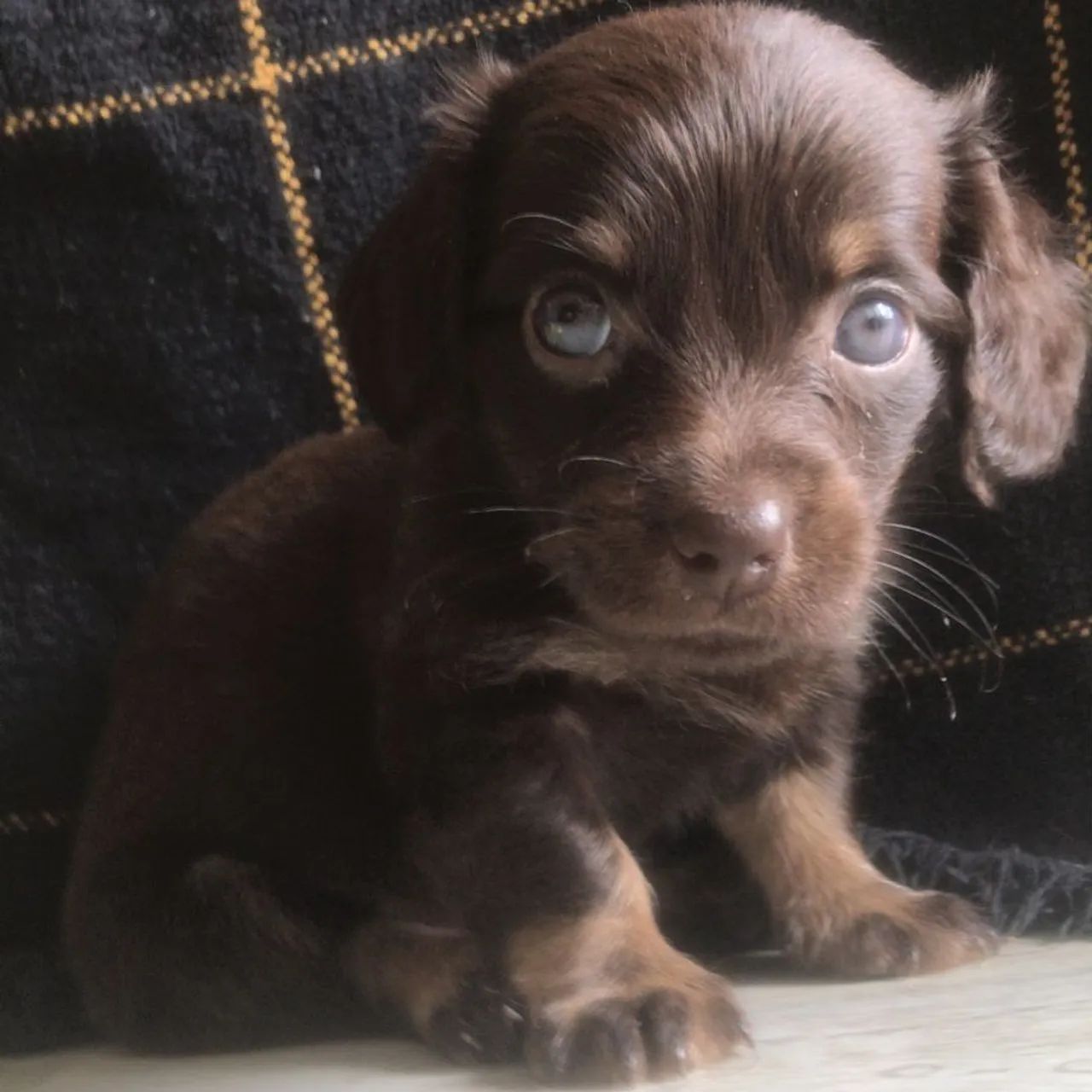 Filhotes basset dachshund - Foto 4