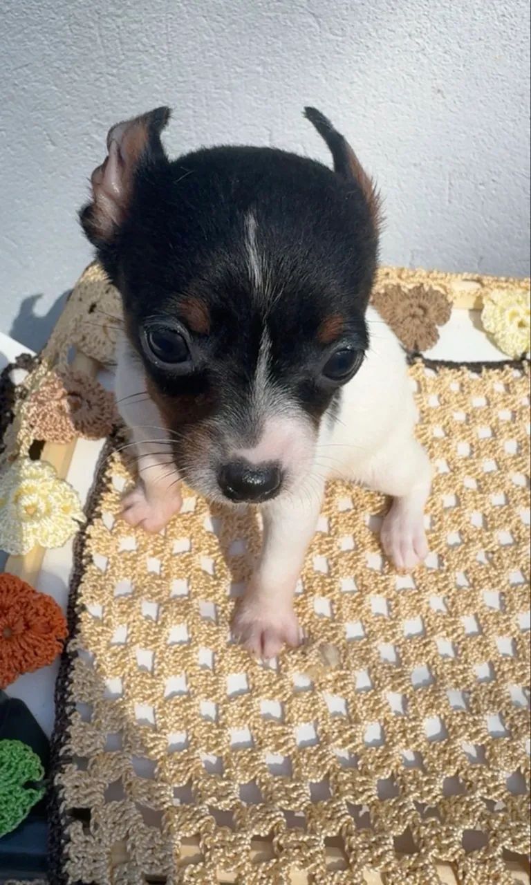 Pinscher zero  - Foto 2